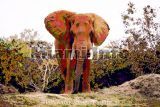 Wild Animals Howard