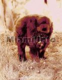 Wild Animals Howard